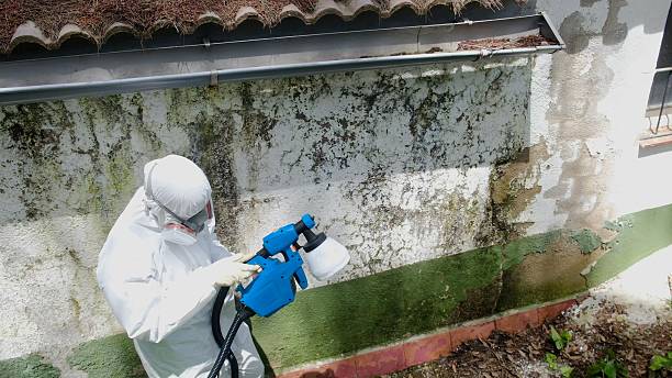 Trusted Mold Remediation service in Penney Farms, FL - Cheap Mold Removal